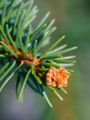 Picea abies 'Cranstonii' - smrk ztepilý - jehlice
